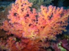 brocolli coral.jpg
